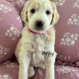 Goldendoodle Puppies from Hani's family