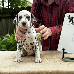 Breeze or Breezy,   Teal collar - White and liver brown female Dalmatian puppy in Decatur, Alabama from Hollytree Dalmatians