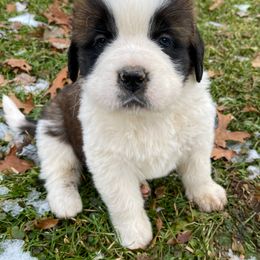 Saint Bernard Puppies from Northwoods Saint Bernards