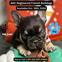 Raj - Black and tan male French Bulldog puppy in Michigan from Fur Baby Farms