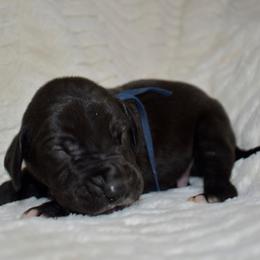 Jack Daniels - Black and white male Great Dane puppy in Chapmansboro, Tennessee from Balthrop Bend Farms
