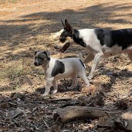 Rat Terriers from So Co Rat Terriers