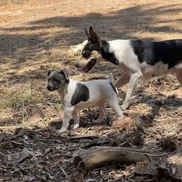 Rat Terriers from So Co Rat Terriers