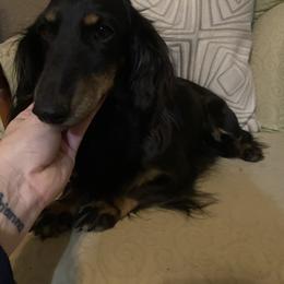 Remi - Dachshund