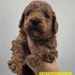 Yellow Male - Red  male Goldendoodle puppy in Mocksville, North Carolina from Hunting Creek Farm & Kennel