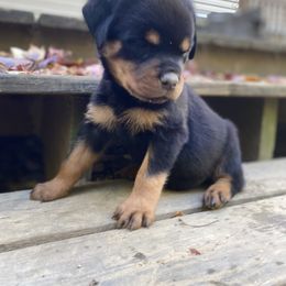 Green: reserved - Sammi - Black and mahogany Rottweiler puppy in Linthicum, Maryland from Of The Saints Kennels