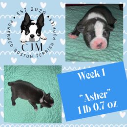 Asher - Blue male Boston Terrier puppy in Jupiter, Florida from CJM Boston and Boxer Puppies