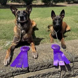 Belgian Malinois Puppies from Fromage Malinois