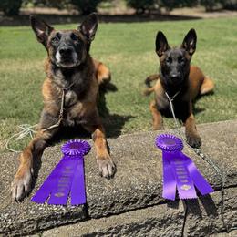 Belgian Malinois Puppies from Fromage Malinois