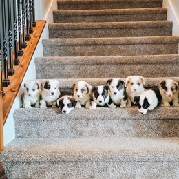 Cardigan Welsh Corgi Puppies from Star N Cardigan Corgis