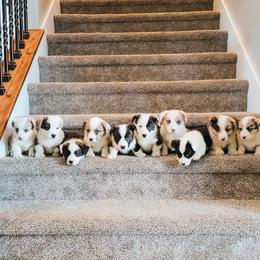 Cardigan Welsh Corgi Puppies from Star N Cardigan Corgis