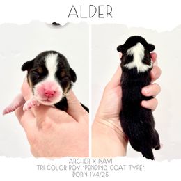 Alder - Black and tan male American Corgi puppy in Santaquin, Utah from Blacktail Mountain Corgis