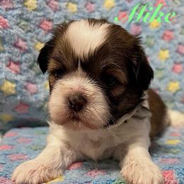 Mike - Black gold and white male Shih Tzu puppy in Hemet, California from Aloha Shih Tzu