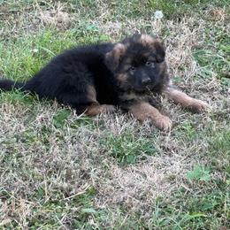 Puma Purple female - Black and red female German Shepherd puppy in Herrick, South Dakota from Dakota Shepherds Kennels