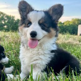 Cinnamon Bun - Black and tan male Pembroke Welsh Corgi puppy in Paris, Kentucky from Flat Run Corgis