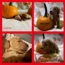 Boy 2 - Cream Poodle puppy in Knoxville, Tennessee from A Goldendoodle Dream