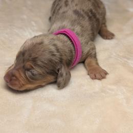 Athena - Dapple female Dachshund puppy in Waddell, Arizona from The Bearded Companions
