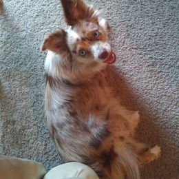 Gypsy - Toy Australian Shepherd