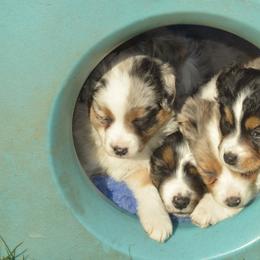 Border Collie, English Setter, and Miniature American Shepherd Puppies from First Harmony Farms