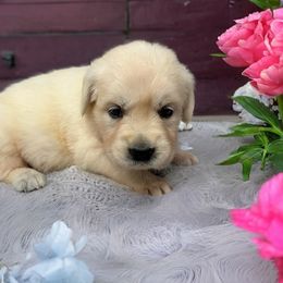 Bitzi - Light golden female Golden Retriever puppy in Terre Hill, Pennsylvania from Cloverleaf K9 Connections