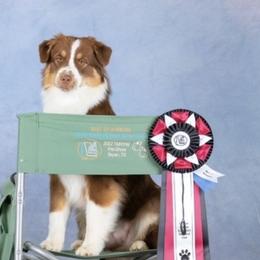 Eloise - Australian Shepherd
