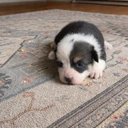 Pembroke Welsh Corgi Puppies from Maria's Pembroke Welsh Corgis