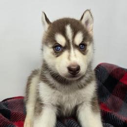 Tulla Mae - Red and white female Siberian Husky puppy in Kansas City, Missouri from Anuun's Huskies