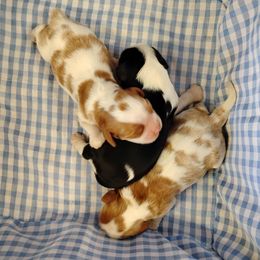 Cavalier King Charles Spaniel puppies from Apple Blossom Cavaliers
