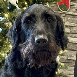 Labradoodles from Nikki Shubert