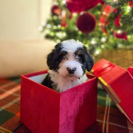Peppermint - Tri-color female Bernedoodle puppy in Russell Springs, Kentucky from 270 Doodles