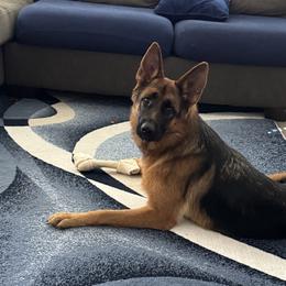 Bella - Black and red female German Shepherd puppy in Whitewater, California from Vom Haus Metzler Shepherds