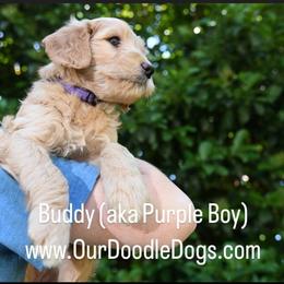 Boy 3 - Assorted Doodle Crosses puppy in Ocala, Florida from Dandy Doodles