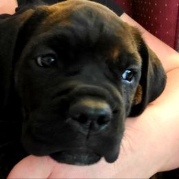 Cane Corso Puppies from King of Kings Cane Corso
