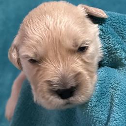 Paco - Light golden male Golden Retriever puppy in Ennis, Texas from Amberidge Golden Retrievers