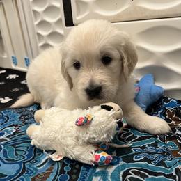 Lime collar - Light golden female Golden Retriever puppy in Ingleside, Texas from Sweetbay Goldens
