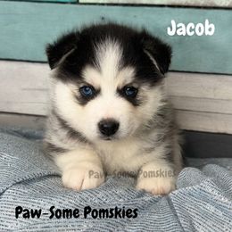 Jacob - Black and white male Pomsky puppy in Krum, Texas from Paw-Some Pomskies