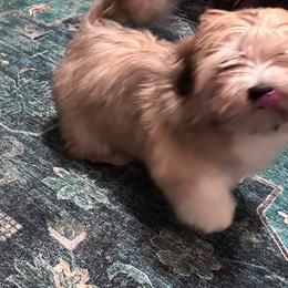 Dancer - Golden female Lhasa Apso puppy in Merced, California from Magic Lhasa Apsos