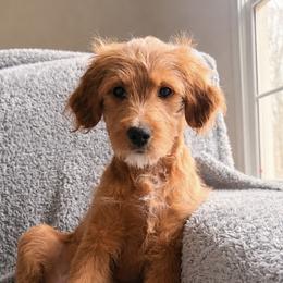 Girl 1 - female Goldendoodle puppy in Ball Ground, Georgia from Skye Blue Goldendoodles