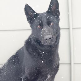 Noir - German Shepherd