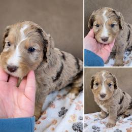 Pending-Greene Puppy - Merle male Goldendoodle puppy in Delphos, Ohio from Route 66 Poodles & Doodles, Sapphire Shih-tzu's of Ohio