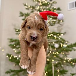 Mocha - Red  male Goldendoodle puppy in Rio Linda, California from Plush Doodles