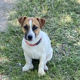 Francis - Russell Terrier