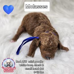 Molasses - Red  male Poodle puppy in Hoagland, Indiana from Kandyland Kennels