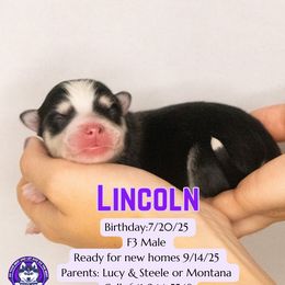 Lincoln - Black and white male Pomsky puppy in Humeston, Iowa from M.A.R. Dogs