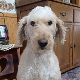 Boxers and Goldendoodles from PuppyLove