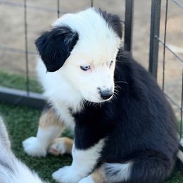 Maybelle - Black tri-color female Australian Shepherd puppy in Ramona, California from Blue Moon Aussies