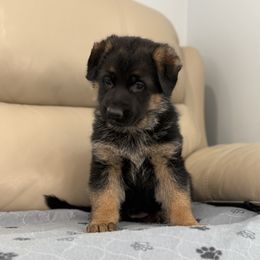 Girl 2 Yellow - German Shepherd puppy from Von Palmore Hof