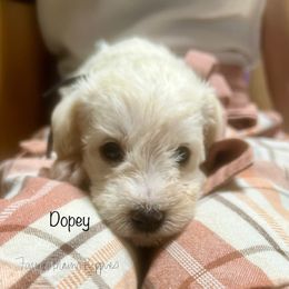 Dopey - White male Schnoodle puppy in Sedalia, Missouri from Farmer Brown's Puppies