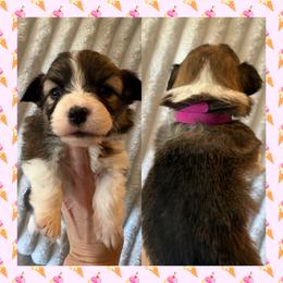 Pink Female - Sable female Pembroke Welsh Corgi puppy in Ocala, Florida from Newlands Insane Danes and Corgis
