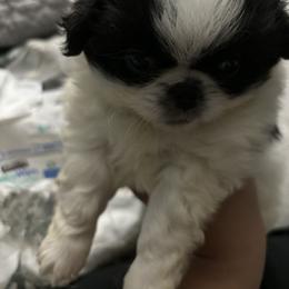 Boy 1 - White and black male Japanese Chin puppy in Connecticut from Lissette's pups chins and bullies